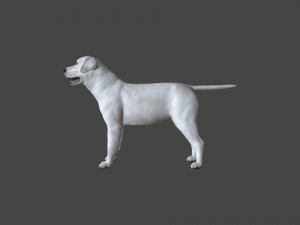 FLHB-001 Rigged Dog 3D Model