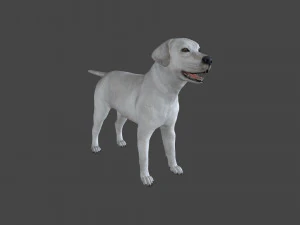 FLHB-001 Rigged Dog 3D Model