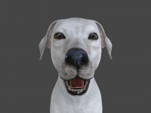 FLHB-001 Rigged Dog 3Dモデル