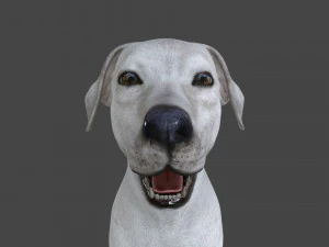 FLHB-001 Rigged Dog 3D Model