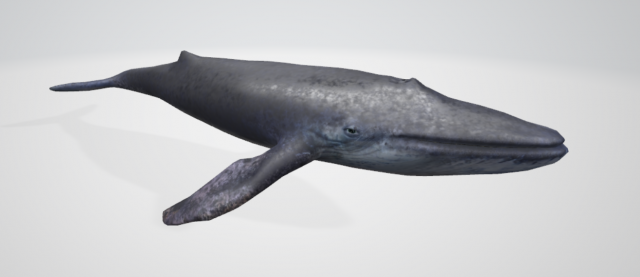 whale 3D 모델 .c4d .max .obj .3ds .fbx .stl .blend 