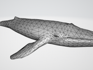 whale 3D 모델