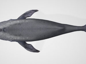 whale 3D 모델