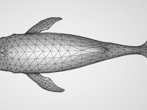 whale 3D 모델