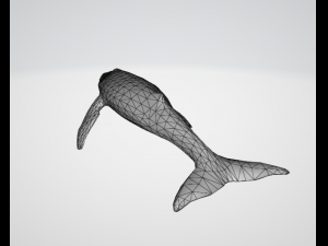 whale 3D 모델
