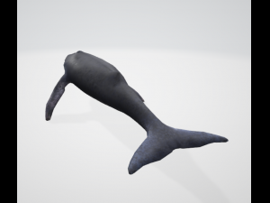 whale 3D 모델