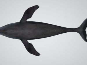 whale 3D 모델