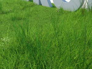 grass kit iii for c4d and corona render 3D Model