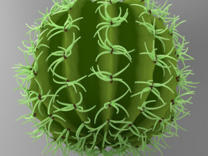 cactus Model 3D