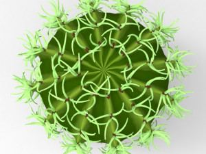 cactus Model 3D