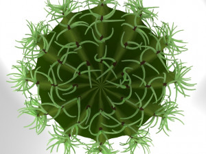 cactus Model 3D