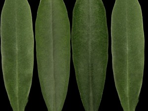 decor 3D Model