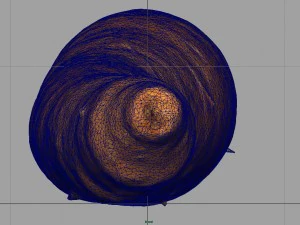 carrot 3D Model