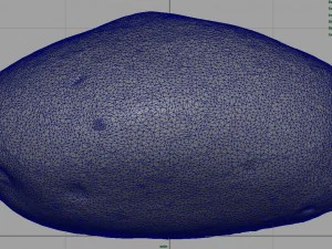 patata Modello 3D