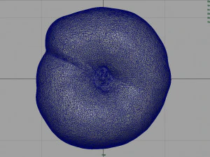 brzoskwinia saturnowa Model 3D