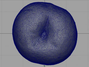 brzoskwinia Model 3D