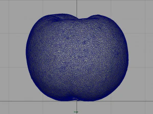 brzoskwinia Model 3D