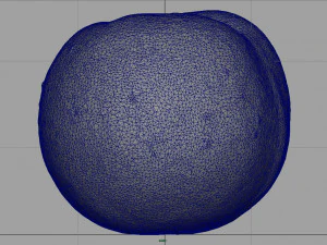 brzoskwinia Model 3D