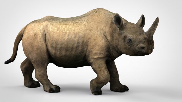 white rhinoceros 3D Модель .c4d .max .obj .3ds .fbx .stl .blend 