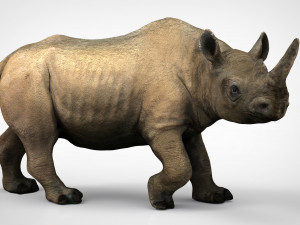 white rhinoceros 3D Model