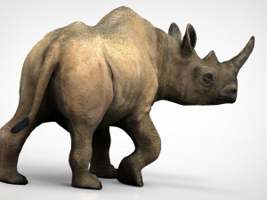 white rhinoceros 3D Модель