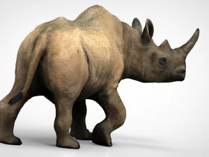 white rhinoceros 3D Model
