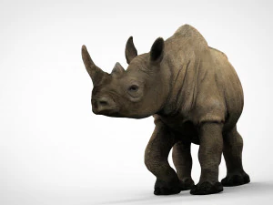 white rhinoceros 3D Model