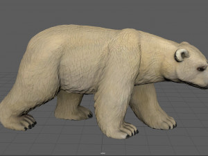 polar bear 3D मॉडल