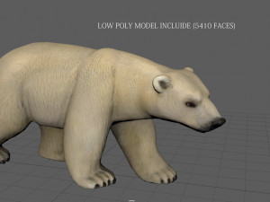 polar bear 3D मॉडल