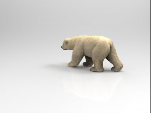 polar bear 3D मॉडल