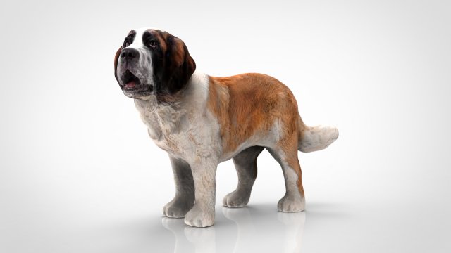 saint bernard Model 3D .c4d .max .obj .3ds .fbx .stl .blend 