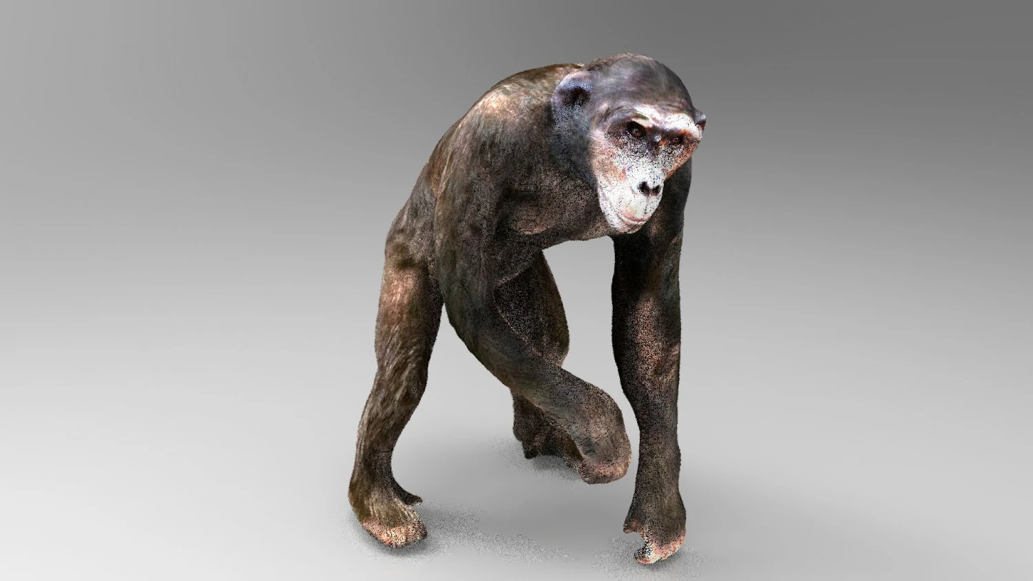 chimpanzee 3D Model .c4d .max .obj .3ds .fbx .stl .blend 
