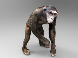 chimpanzee Model 3D