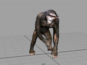 chimpanzee 3D Model