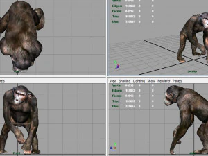 chimpanzee 3D Model