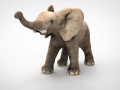 ELEPHANT 3D-Modell