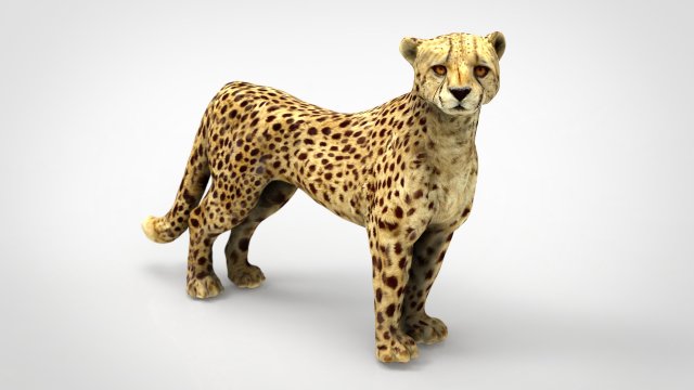 cheetah 3D Model .c4d .max .obj .3ds .fbx .stl .blend 