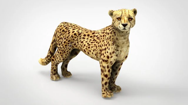 gu&eacute;pard Modèle 3D .c4d .max .obj .3ds .fbx .stl .blend 