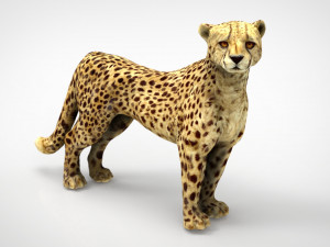 cheetah 3D Model