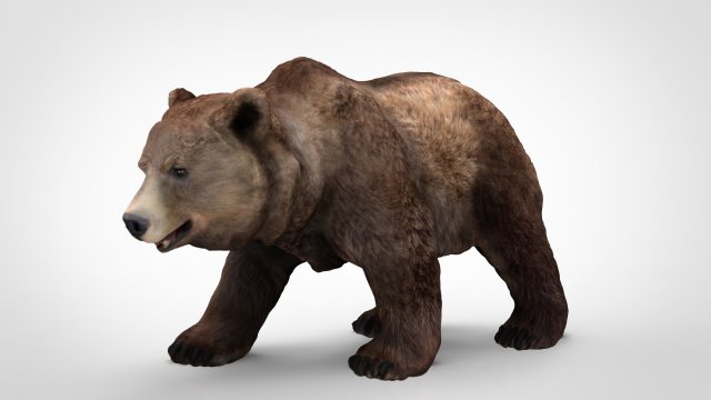 grizzly bear 3Dモデル .c4d .max .obj .3ds .fbx .stl .blend 
