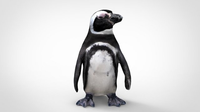 penguin 3D Model .c4d .max .obj .3ds .fbx .stl .blend 