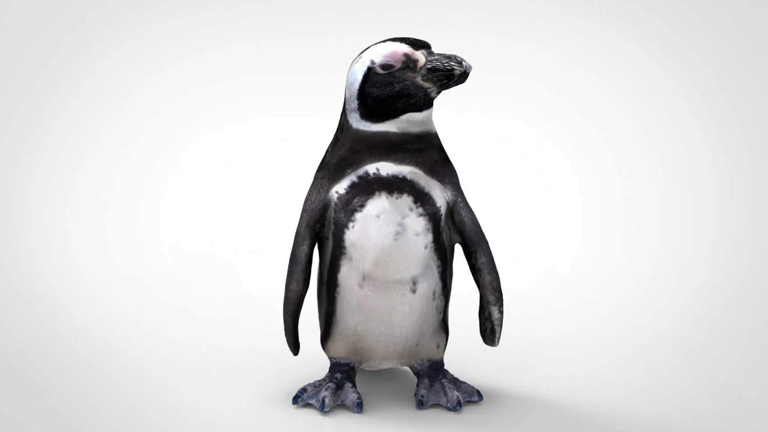 pinguino Modello 3D .c4d .max .obj .3ds .fbx .stl .blend 
