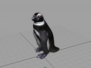 penguin 3D Model