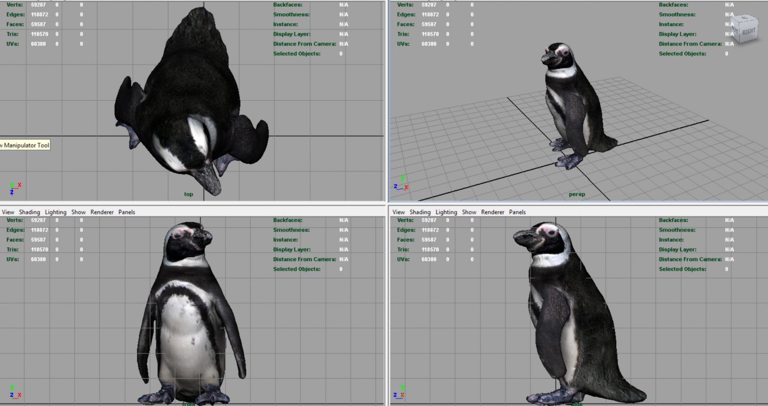 Пингвин 3 6. Пингвин 3д модель. 3d model Пингвин. Пингвин простая 3d модель. Макет пингвина.