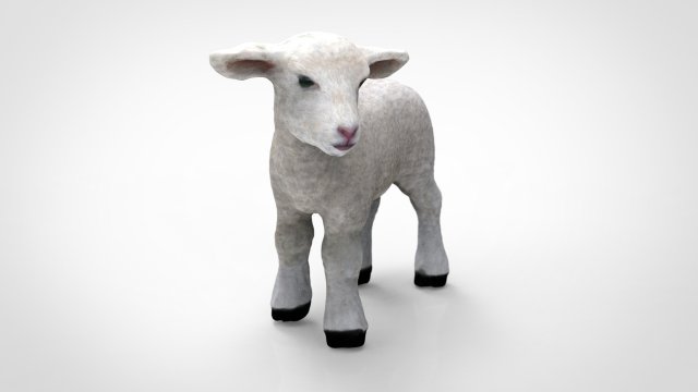 sheep Model 3D .c4d .max .obj .3ds .fbx .stl .blend 