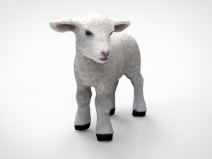 sheep 3D Model