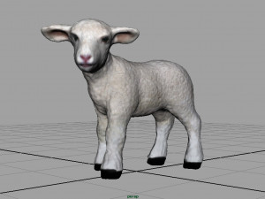 sheep Model 3D