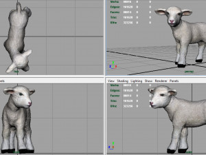 sheep Model 3D