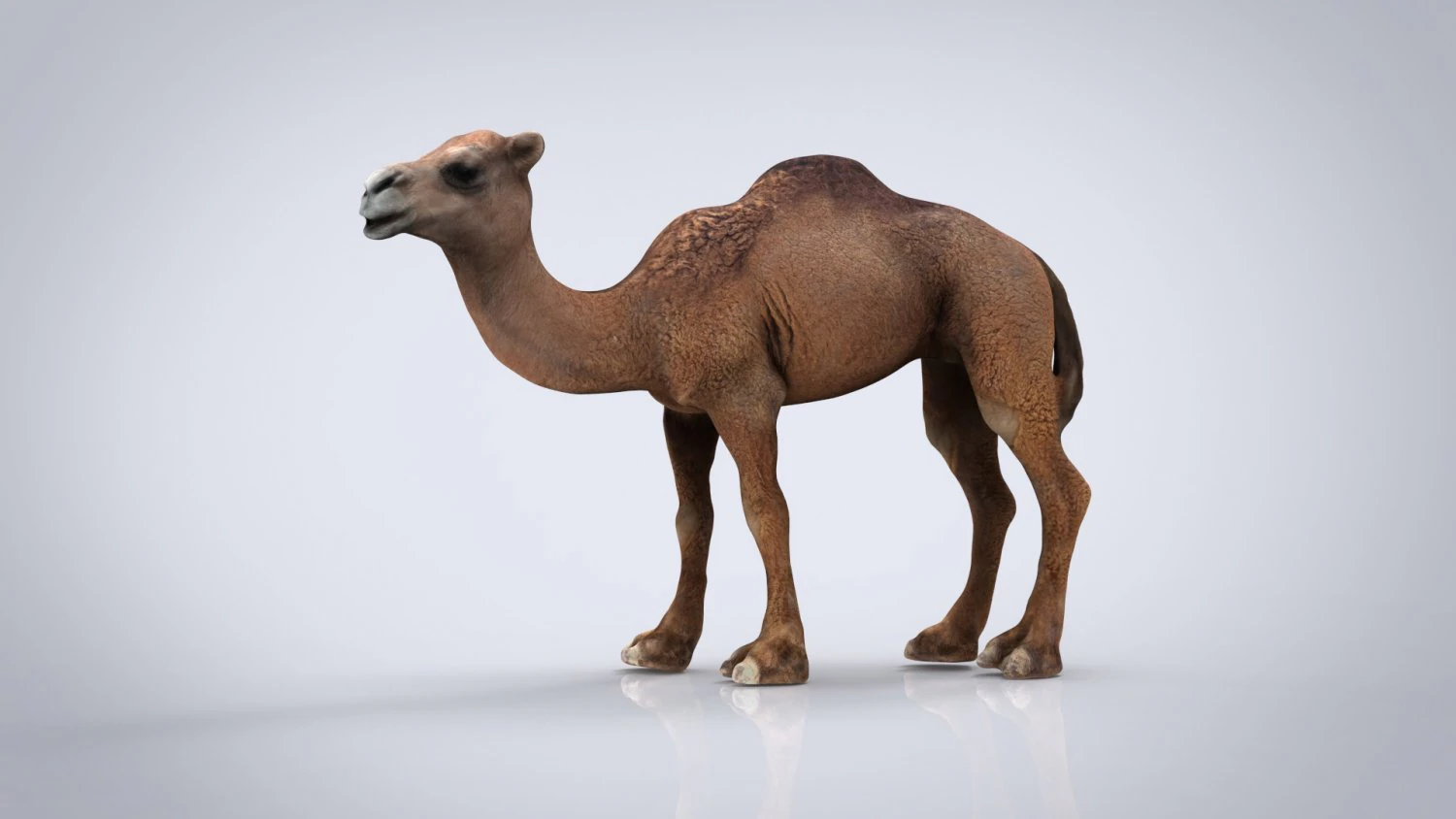 camel 3D Model .c4d .max .obj .3ds .fbx .stl .blend 