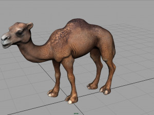 camel Modèle 3D